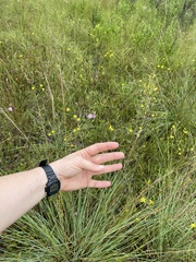 Muhlenbergia expansa