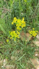 Euphorbia salicifolia