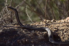 Masticophis lateralis lateralis
