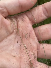 Muhlenbergia expansa