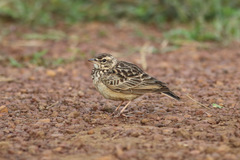 Galerida modesta
