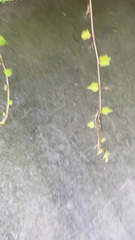 Plagianthus regius