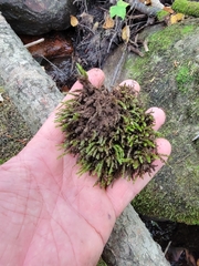 Rhynchostegium aquaticum