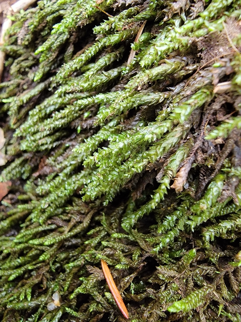 Rhynchostegium aquaticum