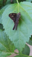 Papilionoidea