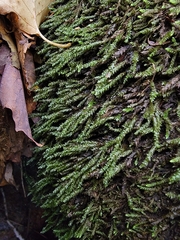Rhynchostegium aquaticum