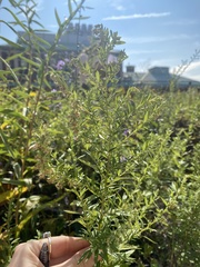 Artemisia vulgaris