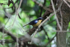 Cossypha cyanocampter