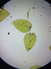 Rhynchostegium aquaticum