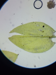 Rhynchostegium aquaticum