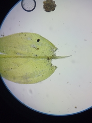 Rhynchostegium aquaticum