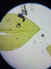 Rhynchostegium aquaticum