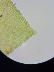 Rhynchostegium aquaticum
