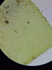 Rhynchostegium aquaticum