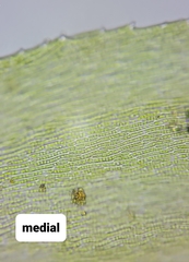 Rhynchostegium aquaticum