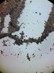 Rhynchostegium aquaticum