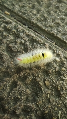 Calliteara pudibunda