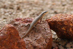 Trachylepis maculilabris