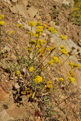 Eriogonum brevicaule brevicaule