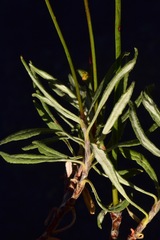 Eriogonum brevicaule brevicaule