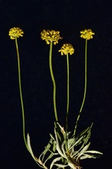 Eriogonum brevicaule brevicaule