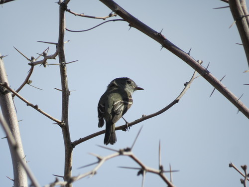 Empidonax hammondii
