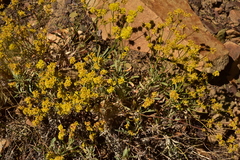 Eriogonum brevicaule brevicaule
