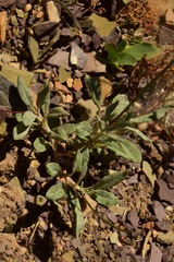 Eriogonum brevicaule brevicaule