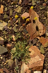 Eriogonum brevicaule brevicaule