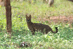 Leptailurus serval constantina