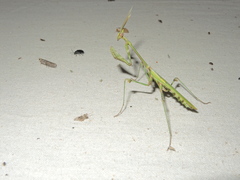 Empusa