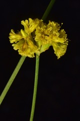 Eriogonum brevicaule brevicaule