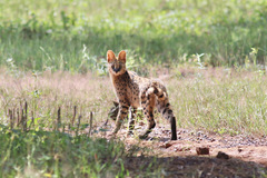 Leptailurus serval constantina