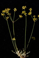Eriogonum brevicaule brevicaule