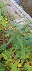 Lysimachia vulgaris