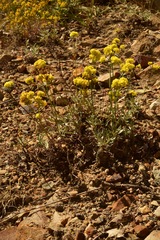 Eriogonum brevicaule brevicaule