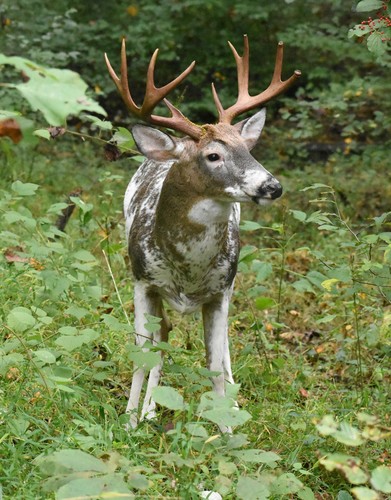 White-tailed Deer photographed in Maryland