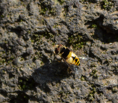 Palpada pusilla