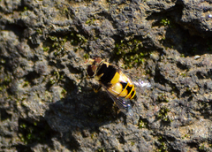 Palpada pusilla