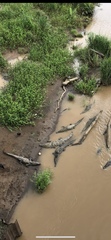 Crocodylia