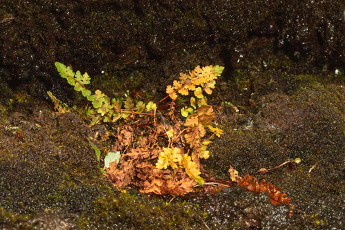 Alpine woodsia (Woodsia alpina)