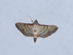 Marasmia