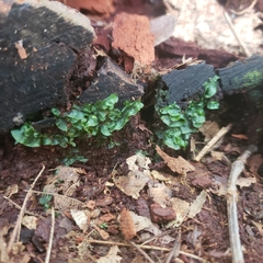 Pallavicinia
