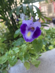 Torenia fournieri