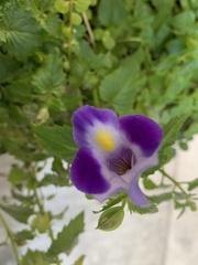 Torenia fournieri
