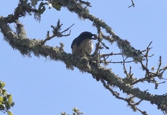 Aphelocoma insularis