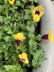 Torenia fournieri
