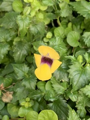 Torenia fournieri