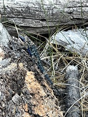 Sceloporus occidentalis taylori