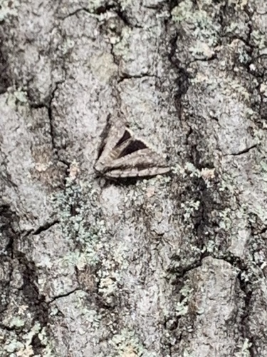 Robinson's Underwing photo 2